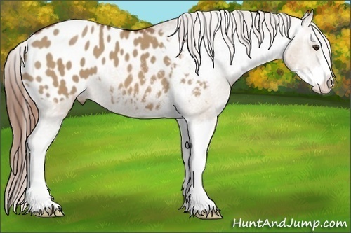 Horse Color:Red Dun Sabino Appaloosa 