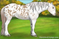 Horse Color:Red Dun Sabino Appaloosa 
