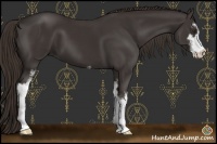 Horse Color:Liver Chestnut Sabino