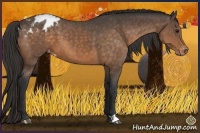 Horse Color:Buckskin Varnish