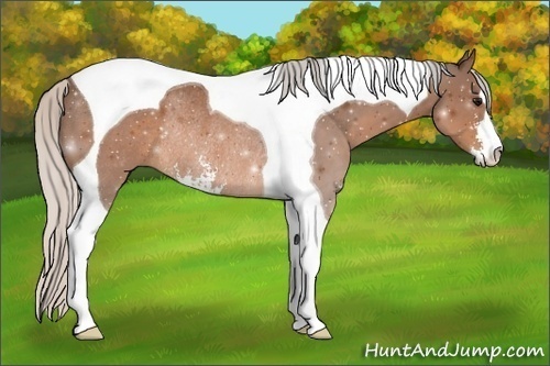 Horse Color:Silver Brown Sabino Tobiano Rabicano 