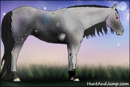 Horse Color:ERROR: UNKNOWN ANOMALY