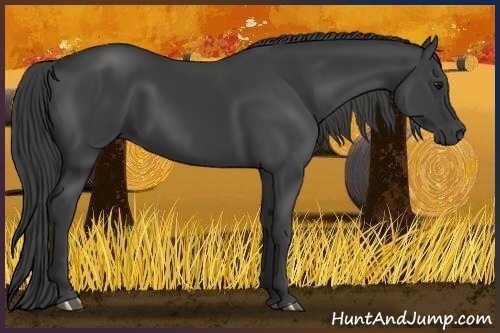 Horse Color:Smoky Black 