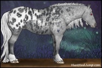 Horse Color:Silver Black Chinchilla Appaloosa