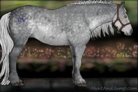 Horse Color:Silver Black Chinchilla Sabino Rabicano 