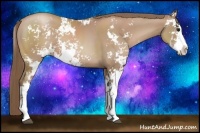 Horse Color:Black Pearl Sabino 