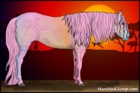 Horse Color:Watercolor Bay 