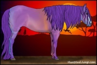Horse Color:Watercolor Bay 