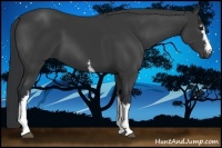 Horse Color:White Spotted Black Sabino 