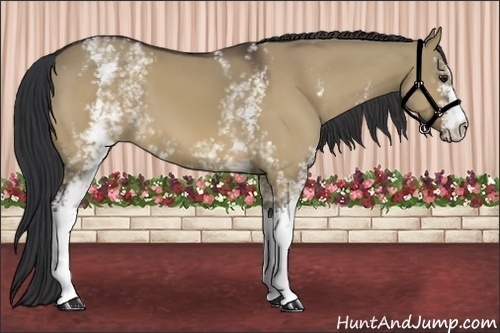Horse Color:White Spotted Bay Dun 
