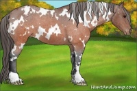 Horse Color:White Spotted Brown Roan Appaloosa 