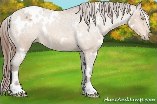 Horse Color:White Spotted Amber Champagne Varnish