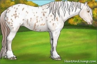 Horse Color:White Spotted Amber Champagne Varnish 
