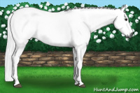 Horse Color:Gray Black 