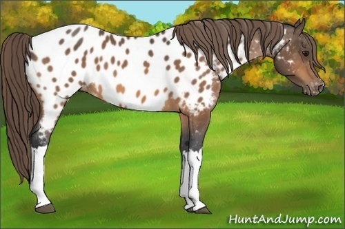 Horse Color:Buckskin Appaloosa 