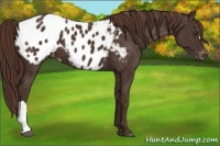 Horse Color:Liver Chestnut Appaloosa 
