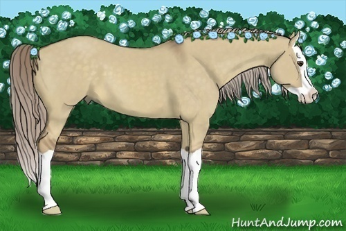 Horse Color:Chocolate Palomino Dun Splash 