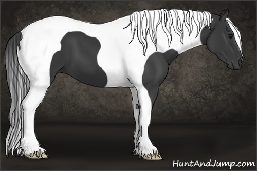 Horse Color:Black Tobiano