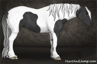 Horse Color:Black Tobiano 