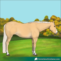 Horse Color:Palomino