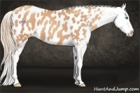 Horse Color:Gold Champagne Appaloosa 