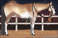 Horse Color:Buckskin Onyx Sabino 