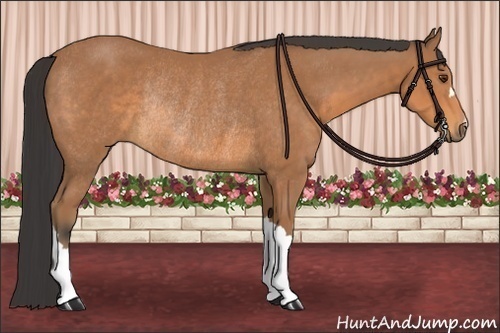 Horse Color:Buckskin Rabicano 