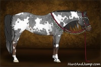 Horse Color:White Spotted Liver Red Roan 