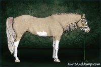 Horse Color:Chocolate Palomino Roan Dun Splash Frame 