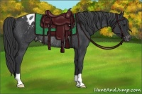 Horse Color:Black Appaloosa Rabicano 