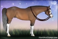 Horse Color:Bay Splash 