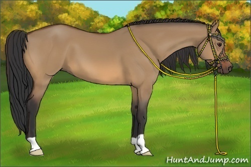 Horse Color:Bay Dun 