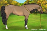 Horse Color:Bay Dun