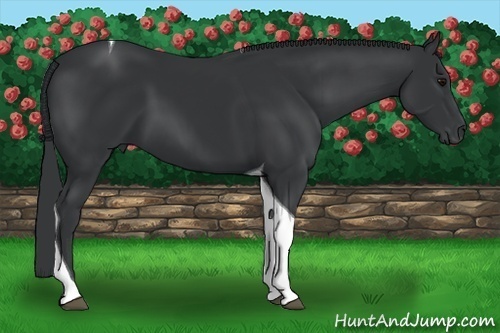 Horse Color:Black Tobiano 