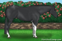 Horse Color:Black Tobiano