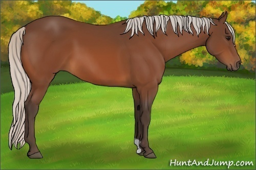 Horse Color:Silver Bay 