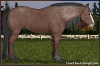 Horse Color:Bay Roan Splash