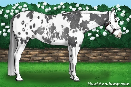 Horse Color:White Spotted Black Splash Appaloosa Rabicano 