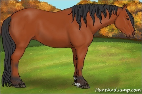 Horse Color:Bay 