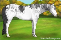 Horse Color:White Spotted Black Blanket Rabicano 