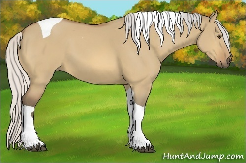 Horse Color:Silver Buckskin Dun Tobiano 