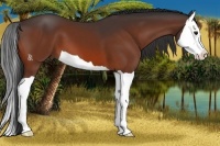 Horse Color:Bay Splash 