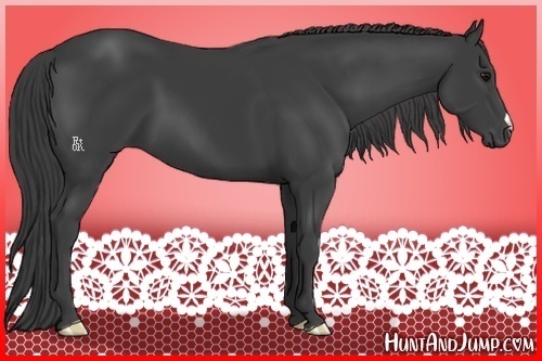 Horse Color:Smoky Black 
