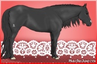 Horse Color:Smoky Black 
