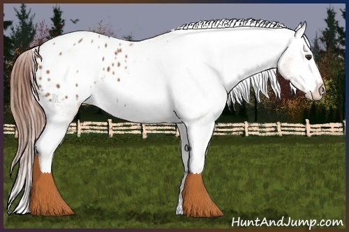 Horse Color:Chestnut Appaloosa