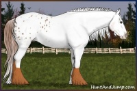 Horse Color:Chestnut Appaloosa 