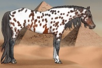 Horse Color:Bay Appaloosa 