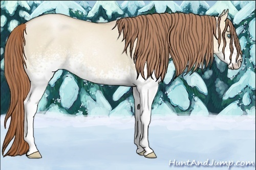 Horse Color:White Spotted Smoky Grullo Pearl 