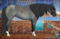 Horse Color:Blue Roan 