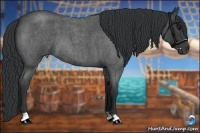 Horse Color:Blue Roan 